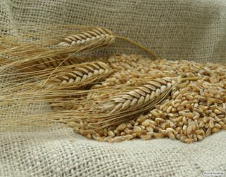 З початку 2016/17 маркетингового року Україна експортувала 35 млн тонн зерна